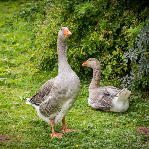 Gänse auf einer grünen Wiese